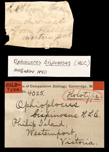 Media type: image;   Invertebrate Zoology OPH-4025 Aspect: labels